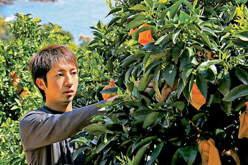 果物 オレンジ 平戸 夏香 3kg (16〜25個) 2L 〜 M サイズ [善果園 長崎県 平戸市 hr42bgy420155] みかん ミカン くだもの 柑橘 フルーツ