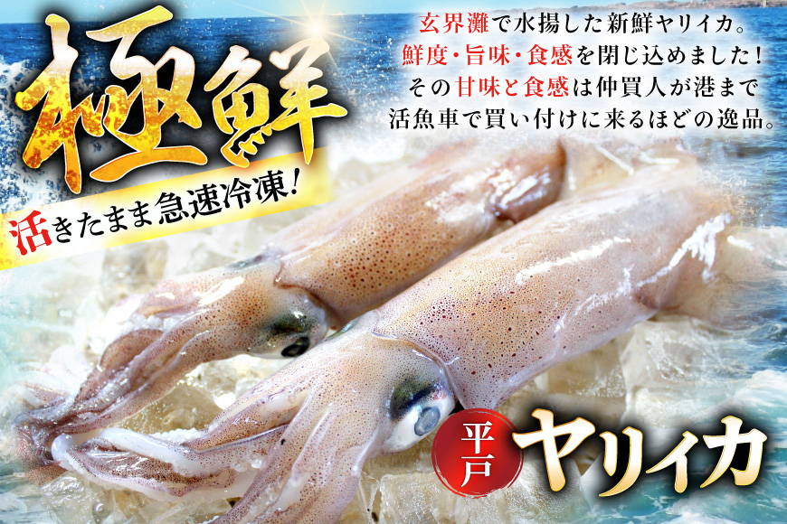 イカ 刺身 極鮮ヤリイカ 約1kg [海隆丸 長崎県 平戸市 hr42bgy400122] おつまみ ヤリイカ 新鮮 海鮮 魚介 瞬間冷凍 冷凍 コリコリ 直送 冷凍 個包装 真空パック