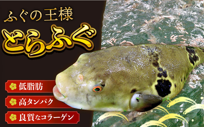 【全12回定期便】【着日指定 可能】活〆おうごんとらふぐ プレミアムセット（4人前）平戸市 / 松永水産 [KAB275]