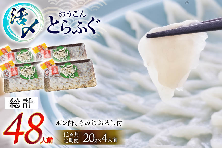 ふぐ 刺身 セット 活〆 おうごんとらふぐ 刺身セット 4人前 12回 定期便 [松永水産 長崎県 平戸市 hr42bgy400166] ふぐ刺し とらふぐ フグ 河豚 てっさ 魚介 さかな お刺身 刺身用 さしみ 冷凍 湯引き 海鮮 切り身