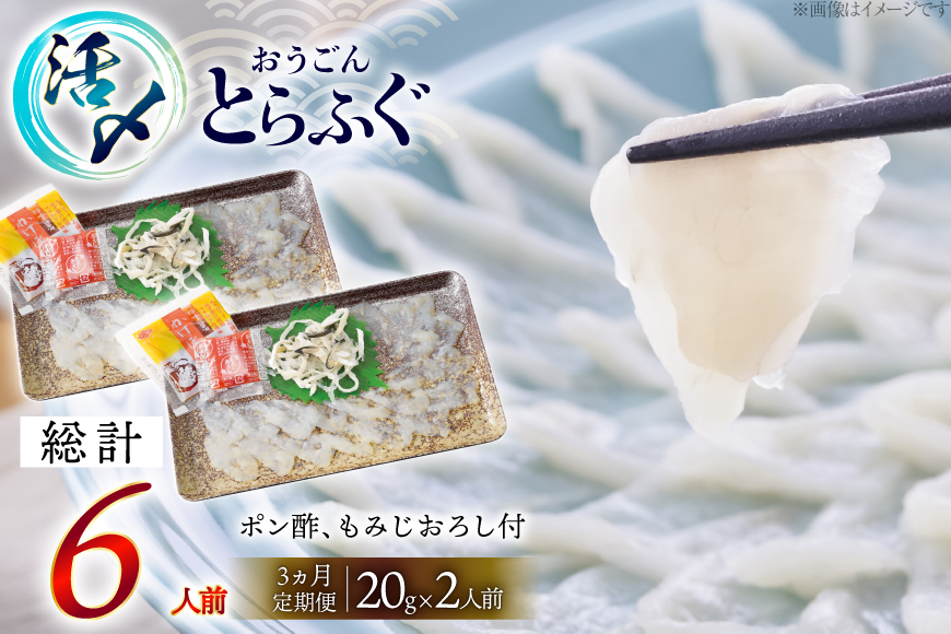 ふぐ 刺身 セット 活〆 おうごんとらふぐ 刺身セット 2人前 3回 定期便 [松永水産 長崎県 平戸市 hr42bgy400070] ふぐ刺し とらふぐ フグ 河豚 てっさ 魚介 さかな お刺身 刺身用 さしみ 冷凍 湯引き 海鮮 切り身
