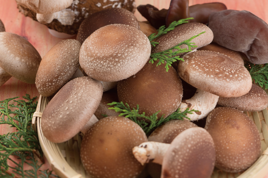 きのこ しいたけ きくらげ 生椎茸 生きくらげ 箱入りセット 12回 定期便 [きのこ屋 長崎県 平戸市 hr42bgy410166] 有機 有機JAS 有機栽培 有機きのこ 有機しいたけ 箱入り ギフト セット