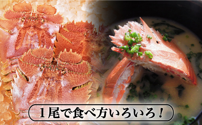 ＜6月発送＞【引き締まった身の旨味】平戸 ウチワエビ 三昧 500g【平戸さくら水産】[KAA151]/ 長崎 平戸 魚介類 海老 えび エビ ウチワエビ 味噌汁 フライ 刺身 しゃぶしゃぶ ボイル