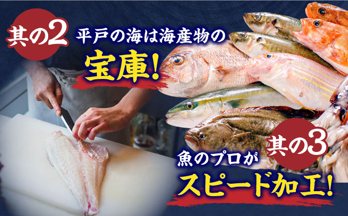 【6回定期便】【漁協直送！】獲れたて旬魚の柵2種セット（刺身1種&イカ1種）（2〜3人前）【舘浦漁業協同組合】 [KAA635]