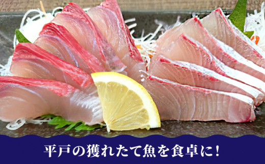 【6回定期便】鮮魚 3人前 詰め合わせ 450g【百旬館】[KAK036]/ 長崎 平戸 魚介類 魚 刺身 ブロック ヒラス ひらす ブリ ぶり 鯛 タイ たい 急速冷凍 真空 パック定期便