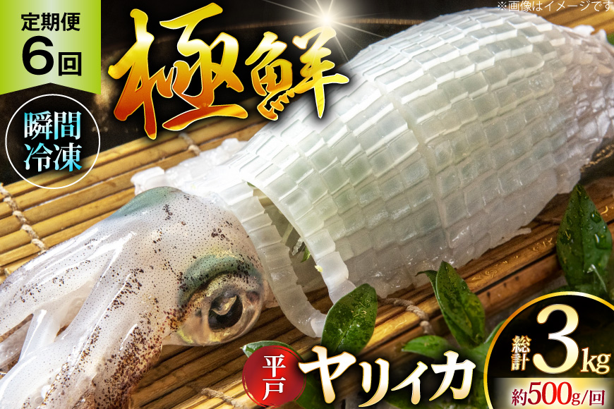 イカ 刺身 極鮮 ヤリイカ 計3.0kg（約500g×6回）  6回 定期便 [海隆丸 長崎県 平戸市 hr42bgy400091] おつまみ ヤリイカ 新鮮 海鮮 魚介 瞬間冷凍 冷凍 コリコリ 直送 冷凍 個包装 真空パック