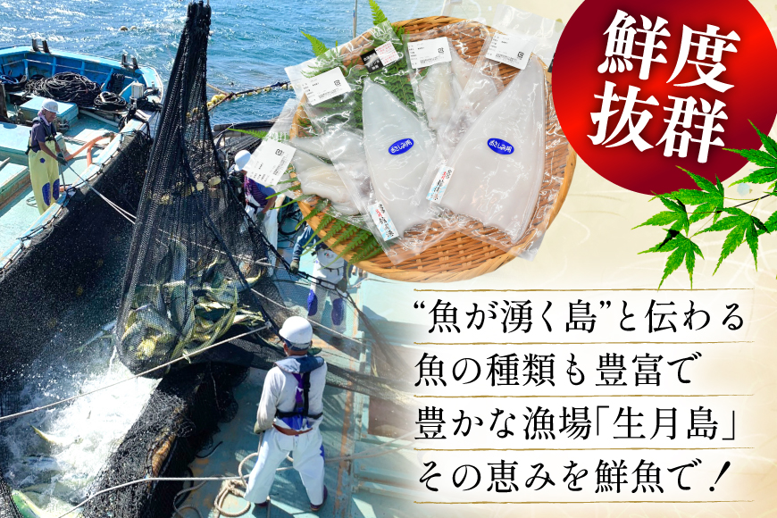 海鮮 魚介 イカ 2種盛り（胴体＋ エンペラ ・ ゲソ ） [舘浦漁協 長崎県 平戸市 hr42bgy420381] おつまみ 新鮮 刺身 下足 セット 盛り合わせ 瞬間冷凍 冷凍 コリコリ 直送 冷凍 個包装 真空パック