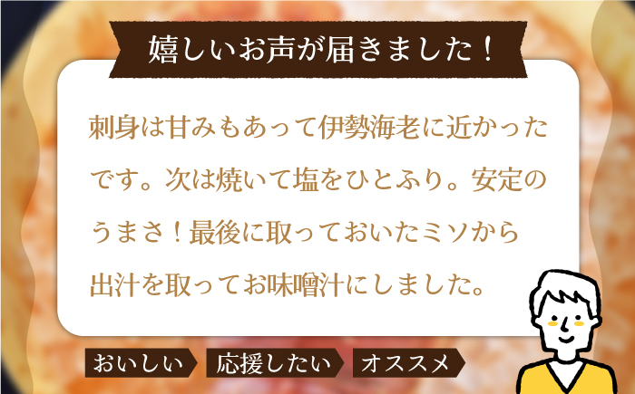 ＜2月発送＞【引き締まった身の旨味】平戸 ウチワエビ 三昧 1kg【平戸さくら水産】[KAA152]/ 長崎 平戸 魚介類 海老 えび エビ ウチワエビ 味噌汁 フライ 刺身 しゃぶしゃぶ ボイル