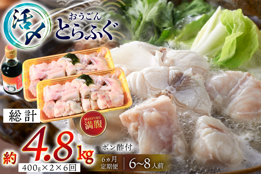 ふぐ 鍋 セット 活〆 おうごんとらふぐ 満腹 鍋セット 約800g 6回 定期便 総計 約4.8kg [松永水産 長崎県 平戸市 hr42bgy400188] とらふぐ フグ 河豚 てっちり ふぐちり ふぐ料理 魚介 さかな 切り身 冷凍 海鮮 ふぐ鍋 唐揚げ