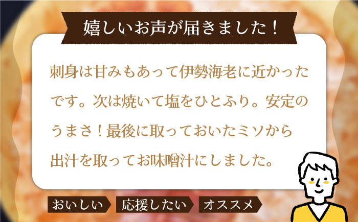 ＜4月発送＞【引き締まった身の旨味】平戸 ウチワエビ 三昧 500g【平戸さくら水産】[KAA151]/ 長崎 平戸 魚介類 海老 えび エビ ウチワエビ 味噌汁 フライ 刺身 しゃぶしゃぶ ボイル