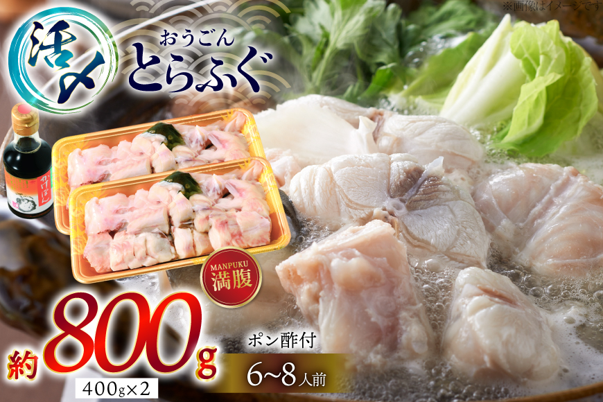 ふぐ 鍋 セット 活〆 おうごんとらふぐ 満腹 鍋セット 約800g [松永水産 長崎県 平戸市 hr42bgy400186] とらふぐ フグ 河豚 てっちり ふぐちり ふぐ料理 魚介 さかな 切り身 冷凍 海鮮 ふぐ鍋 唐揚げ ポン酢