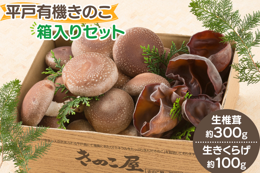 きのこ しいたけ きくらげ 生椎茸 生きくらげ 箱入りセット [きのこ屋 長崎県 平戸市 hr42bgy410144] 有機 有機JAS 有機栽培 有機きのこ 有機しいたけ 箱入り ギフト セット