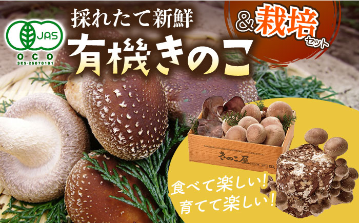 平戸 有機 きのこ 栽培セット 詰合せ【有限会社　きのこ屋】[KAD067]/ 長崎 平戸 生 椎茸 しいたけ きくらげ キット オーガニック 有機 