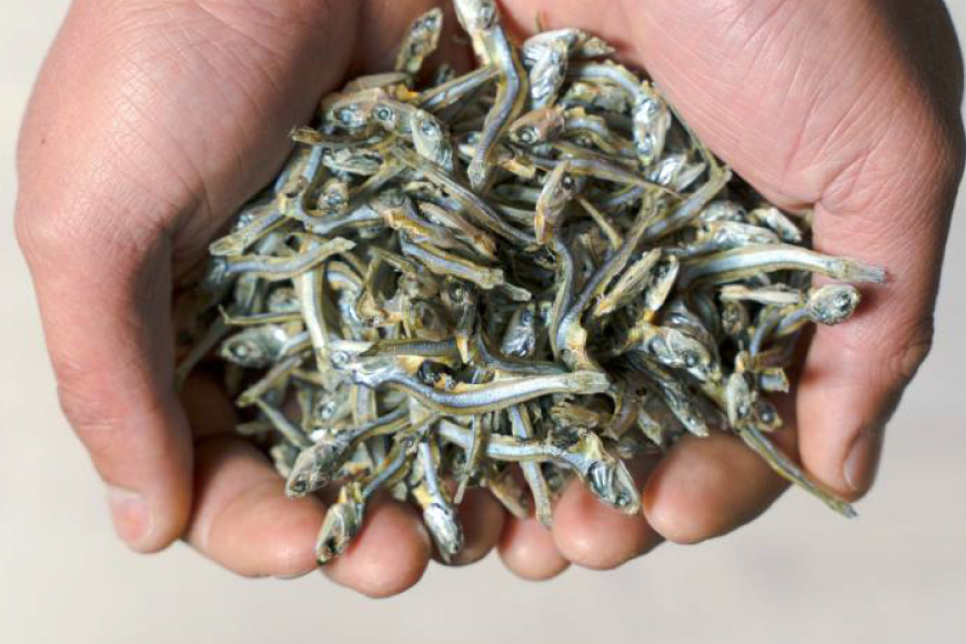 だし いりこ あご 無添加 贅沢だしパック 3種 各8g 総計26包 [末弘丸 長崎県 平戸市 hr42bgy420396] あごだし あじだし いりこだし 無添加 だし 贅沢だし 焼あご 煮干し だしパック　天然だし