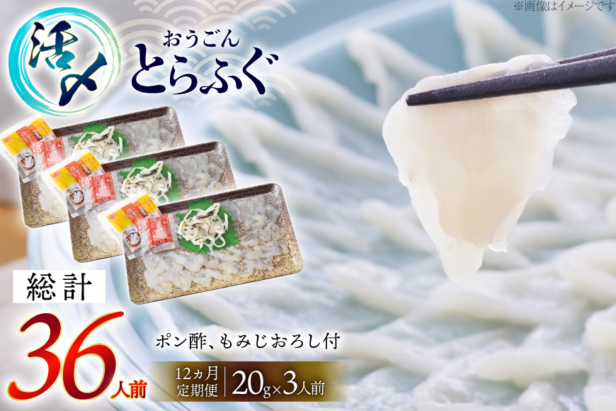 ふぐ 刺身 セット 活〆 おうごんとらふぐ 刺身セット 3人前 12回 定期便 [松永水産 長崎県 平戸市 hr42bgy400163] ふぐ刺し とらふぐ フグ 河豚 てっさ 魚介 さかな お刺身 刺身用 さしみ 冷凍 湯引き 海鮮 切り身