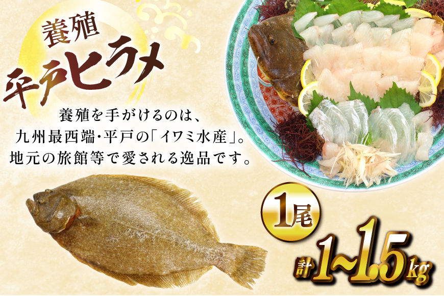 ヒラメ 神経〆平戸ひらめ 1尾 1 〜 1.5kg 内臓処理済 [イワミ水産 長崎県 平戸市 hr42bgy400107] ヒラメ 白身魚 陸上養殖 産地直送 刺身 刺盛り フライ 漬け