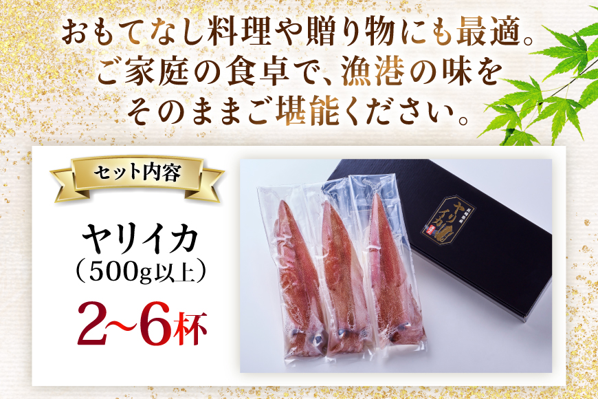 イカ 刺身 極鮮ヤリイカ 約500g [海隆丸 長崎県 平戸市 hr42bvk550000] ヤリイカ 新鮮 海鮮 魚介 瞬間冷凍 冷凍 コリコリ 直送 冷凍 個包装 真空パック