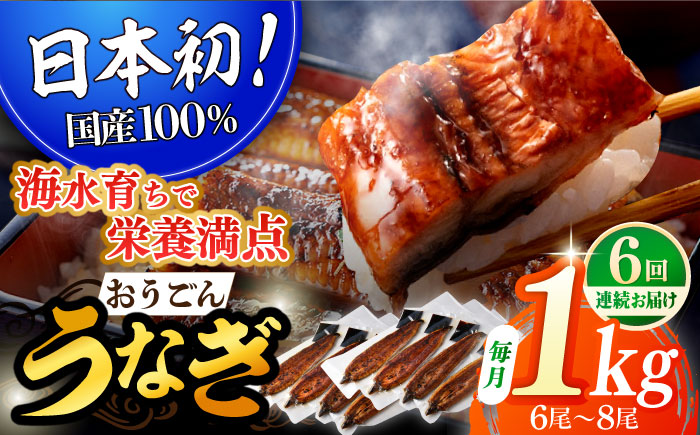 【全6回定期便】【着日指定 可能】【日本初！海水で養殖】長崎県産おうごん うなぎ 松セット 約1kg（6尾〜8尾） 平戸市 / 松永水産 うなぎ 鰻 ウナギ 土用丑の日 九州産 蒲焼 かばやき [KAB286]