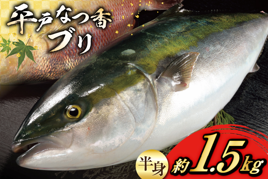 ぶり 刺身 平戸なつ香 ブリ 半身 約1.5kg [（株）坂野水産 長崎県 平戸市 hr42bgy420066] 鰤 魚介 さかな 刺身用 さしみ 柵 冷蔵 おかず フルーツ魚  夏香 鮮魚 海鮮 鍋 海鮮丼 切り身 しゃぶしゃぶ ぶりしゃぶ 照焼き