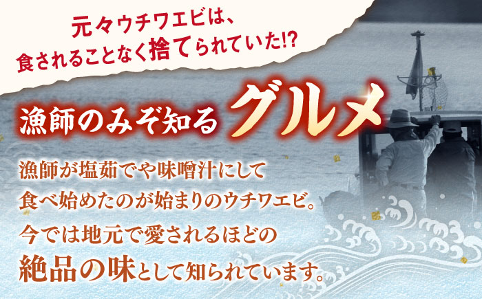 2-3人前 ウチワエビ 800g (5-8尾)【ひばり】[KAA057]/ 長崎 平戸 魚介類 海老 エビ ウチワエビ 季節限定 ご当地 グルメ