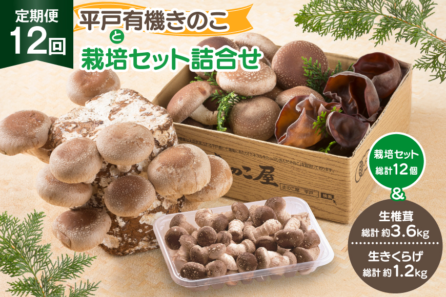 きのこ しいたけ きくらげ 椎茸菌床 生椎茸 生きくらげ セット 12回 定期便 [きのこ屋 長崎県 平戸市 hr42bgy410156] 有機 有機JAS 有機栽培 有機きのこ 有機しいたけ 栽培キット 栽培セット ギフト セット