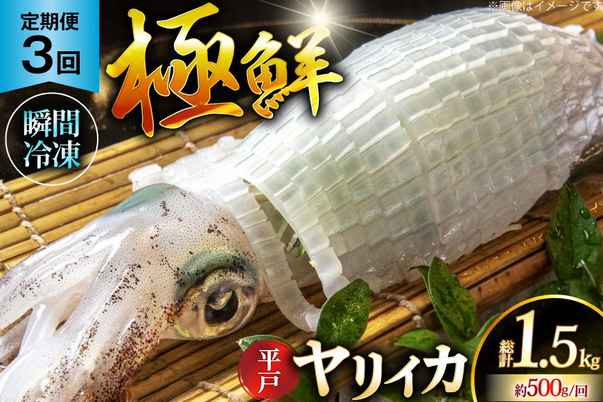 イカ 刺身 極鮮 ヤリイカ 計1.5kg（約500g×3回） 3回 定期便 [海隆丸 長崎県 平戸市 hr42bgy400090] おつまみ ヤリイカ 新鮮 海鮮 魚介 瞬間冷凍 冷凍 コリコリ 直送 冷凍 個包装 真空パック