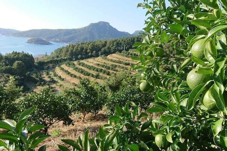 果物 オレンジ 平戸 夏香 & ジュース セット  [善果園 長崎県 平戸市 hr42bgy420206] みかん ミカン くだもの 柑橘 フルーツ 加工品