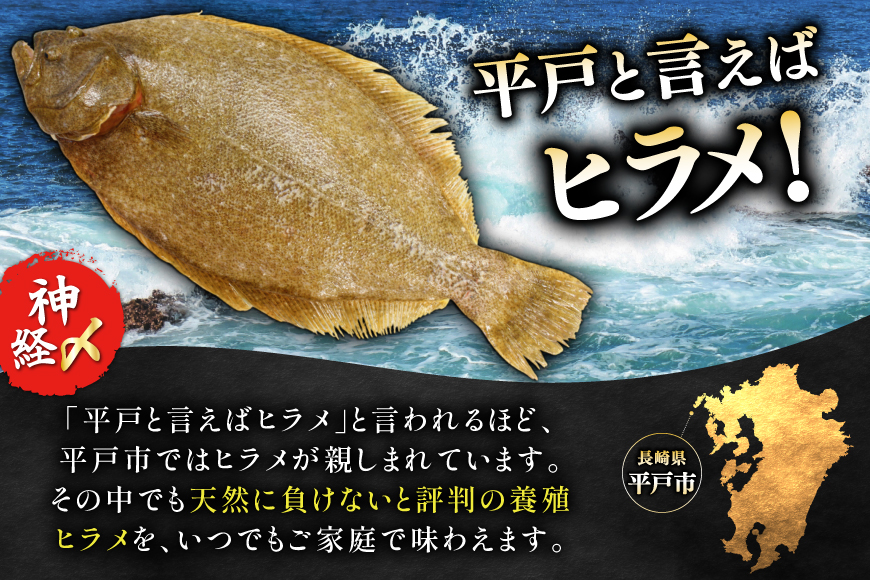ヒラメ 神経〆平戸ひらめ 1尾 1 〜 1.5kg 内臓処理済 [イワミ水産 長崎県 平戸市 hr42bgy400107] ヒラメ 白身魚 陸上養殖 産地直送 刺身 刺盛り フライ 漬け