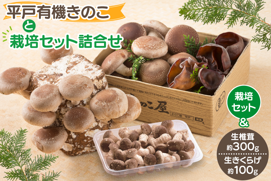 きのこ しいたけ きくらげ 椎茸菌床 生椎茸 生きくらげ セット [きのこ屋 長崎県 平戸市 hr42bgy410092] 有機 有機JAS 有機栽培 有機きのこ 有機しいたけ 栽培キット 栽培セット ギフト セット