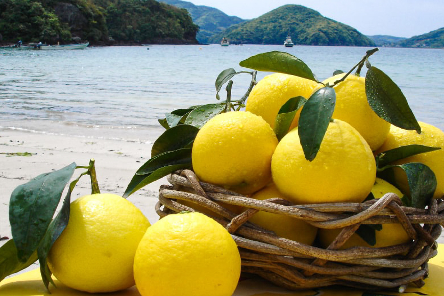 果物 オレンジ 平戸 夏香 & ジュース セット  [善果園 長崎県 平戸市 hr42bgy420206] みかん ミカン くだもの 柑橘 フルーツ 加工品