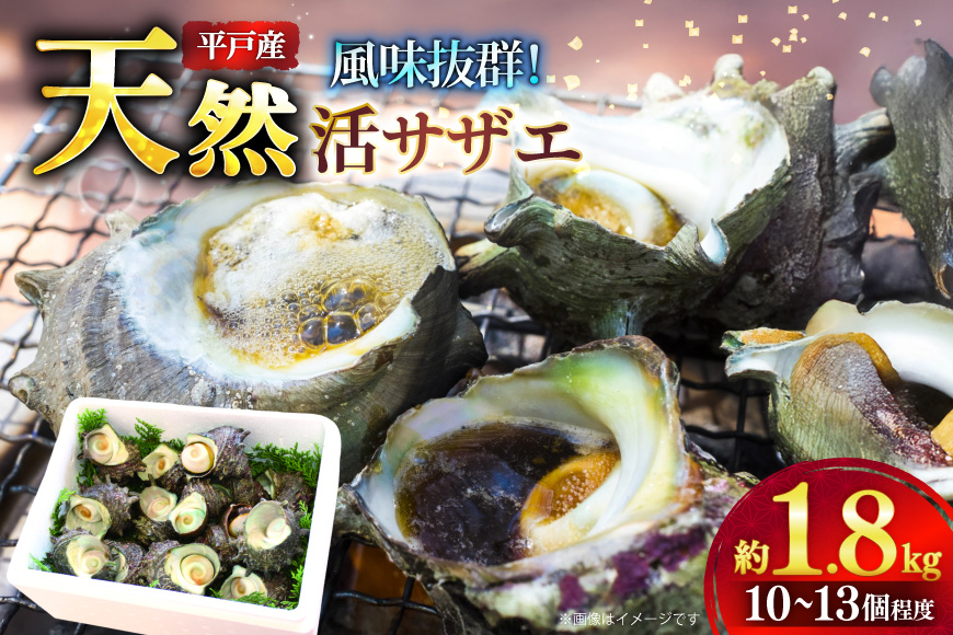サザエ つぼ焼き 天然 活サザエ 1.8kg 10個 〜 13個 程度 [ひらど新鮮市場 長崎県 平戸市 hr42bgy400140] さざえ 希少 貝 魚介 魚介類 海鮮 海産物 刺身 壺焼き バーベキュー BBQ 国産