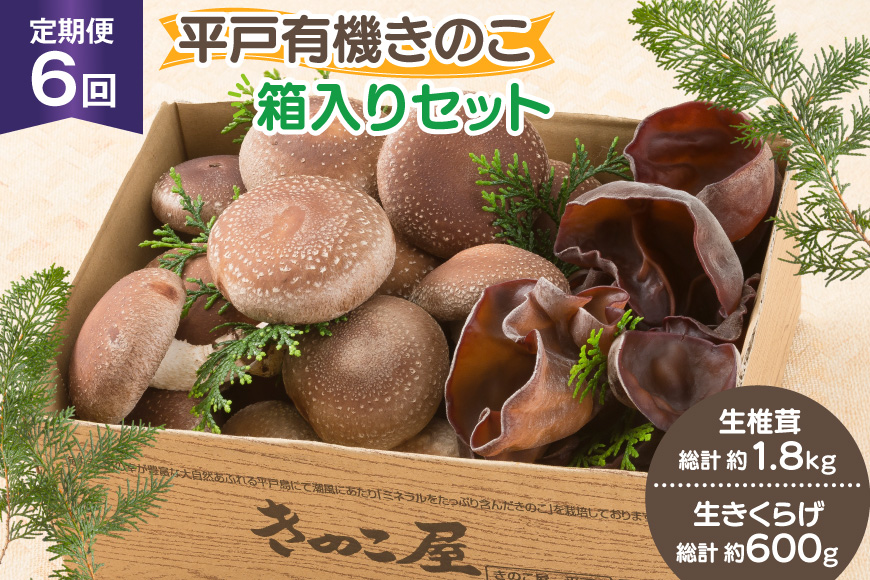 きのこ しいたけ きくらげ 生椎茸 生きくらげ 箱入りセット 6回 定期便 [きのこ屋 長崎県 平戸市 hr42bgy410165] 有機 有機JAS 有機栽培 有機きのこ 有機しいたけ 箱入り ギフト セット