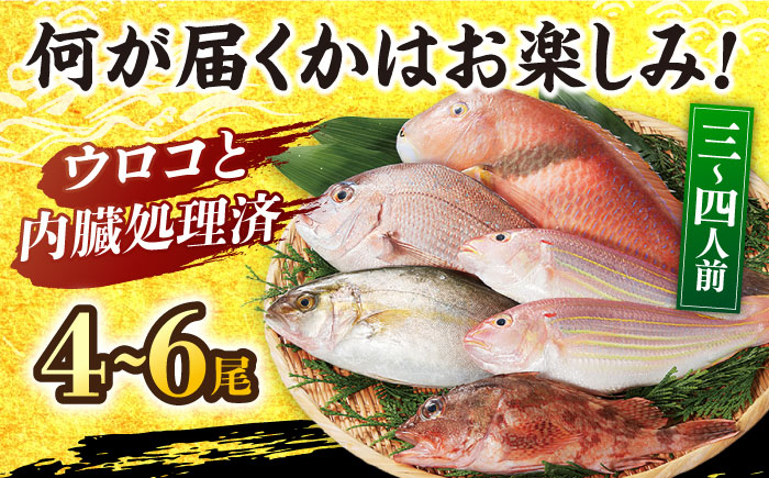 ＜10月発送＞平戸地魚詰合せ 4-6尾【平戸瀬戸市場協同組合】[KAA153]/ 長崎 平戸 魚介類 魚 鮮魚 内臓処理 下処理 鯛 イサキ カワハギ かわはぎ 鯵 アジ あじ 刺身 しゃぶしゃぶ 煮つけ