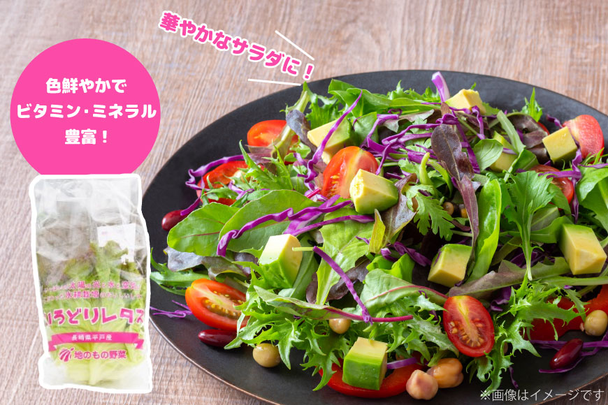 レタス 水耕栽培 4種 12袋 セット 12回 定期便 総計144袋 食べ比べ 詰め合わせ [モロフジファーム 長崎県 平戸市 hr42bgy420175] サラダ 産地直送 個包装 小分け 野菜 フレッシュ 健康志向 緑黄色野菜