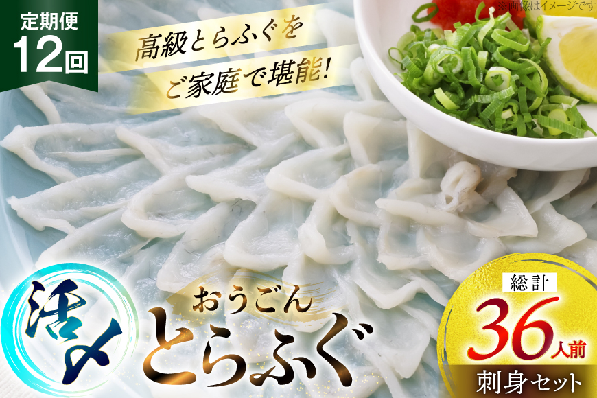 ふぐ 刺身 セット 活〆 おうごんとらふぐ 刺身セット 3人前 12回 定期便 [松永水産 長崎県 平戸市 hr42bgy400163] ふぐ刺し とらふぐ フグ 河豚 てっさ 魚介 さかな お刺身 刺身用 さしみ 冷凍 湯引き 海鮮 切り身