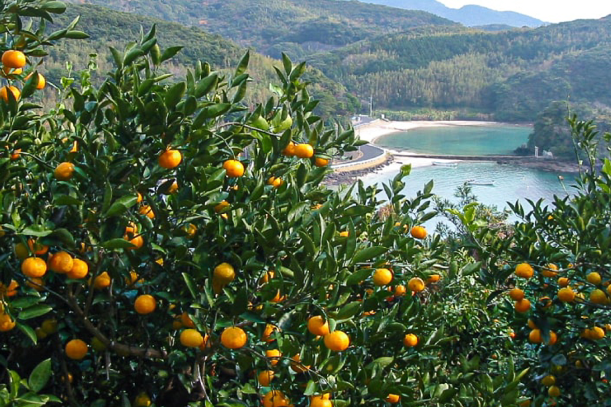 果物 オレンジ 平戸 夏香 3kg (16〜25個) 2L 〜 M サイズ [善果園 長崎県 平戸市 hr42bgy420155] みかん ミカン くだもの 柑橘 フルーツ