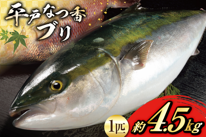 ぶり 刺身 平戸なつ香 ブリ 丸々 1匹 約4.5kg [（株）坂野水産 長崎県 平戸市 hr42bgy420491] 鰤 魚介 さかな 刺身用 さしみ 冷蔵 おかず フルーツ魚 夏香 鮮魚 海鮮 鍋 海鮮丼 下処理済 しゃぶしゃぶ ぶりしゃぶ 照焼き