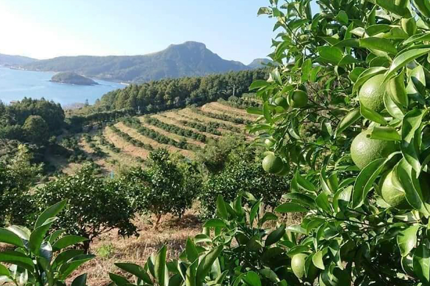 果物 オレンジ 平戸 夏香 3kg (16〜25個) 2L 〜 M サイズ [善果園 長崎県 平戸市 hr42bgy420155] みかん ミカン くだもの 柑橘 フルーツ