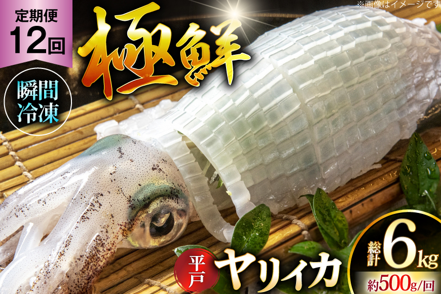 イカ 刺身 極鮮 ヤリイカ 計6.0kg（約500g×12回） 12回 定期便 [海隆丸 長崎県 平戸市 hr42bgy400086] おつまみ ヤリイカ 新鮮 海鮮 魚介 瞬間冷凍 冷凍 コリコリ 直送 冷凍 個包装 真空パック
