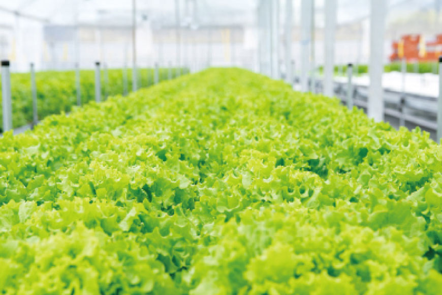 レタス 水耕栽培 4種 12袋 セット 3回 定期便 総計36袋 食べ比べ 詰め合わせ [モロフジファーム 長崎県 平戸市 hr42bgy420248] サラダ 産地直送 個包装 小分け 野菜 フレッシュ 健康志向 緑黄色野菜