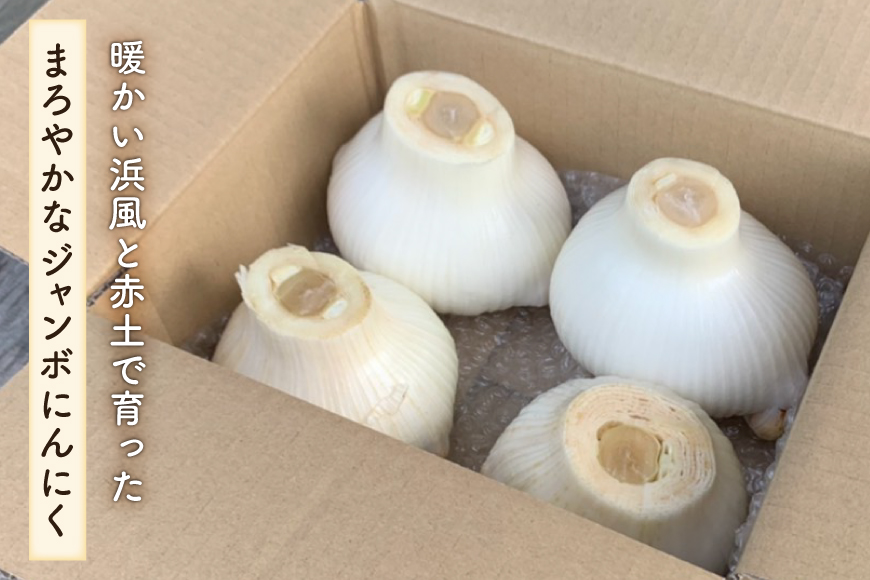 野菜 にんにく ジャンボにんにく 約2kg 【期間限定発送】 [しげさん農園 長崎県 平戸市 hr42bgy420076] ガーリック ニンニク ホクホク 大きい ビッグ ジャンボ 料理 揚げ物 グリル 味付け 香り