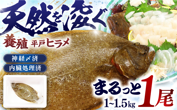 【陸上養殖】【内臓処理済】神経〆平戸ヒラメ1尾 1~1.5kg 平戸市/イワミ水産 [KAB316]