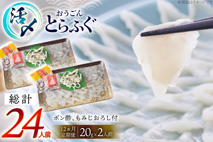 ふぐ 刺身 セット 活〆 おうごんとらふぐ 刺身セット 2人前 12回 定期便 [松永水産 長崎県 平戸市 hr42bgy400015] ふぐ刺し とらふぐ フグ 河豚 てっさ 魚介 さかな お刺身 刺身用 さしみ 冷凍 湯引き 海鮮 切り身
