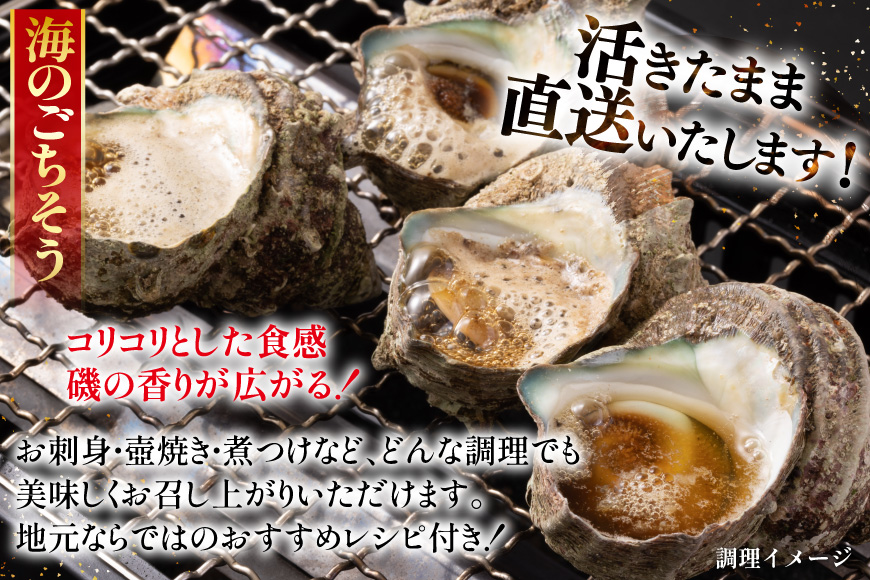 サザエ つぼ焼き 天然 活サザエ 1.8kg 6回 定期便 計 10.8kg [ひらど新鮮市場 長崎県 平戸市 hr42bgy400128] さざえ 希少 貝 魚介 魚介類 海鮮 海産物 刺身 壺焼き バーベキュー BBQ 国産 定期 6ヶ月