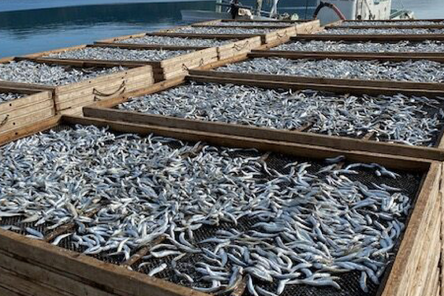 だし いりこ あご 無添加 いりこ あご 贅沢 セット [末弘丸 長崎県 平戸市 hr42bgy420183] だし 出汁 イリコ アゴ あごだし 焼あご 飛魚 ギフト