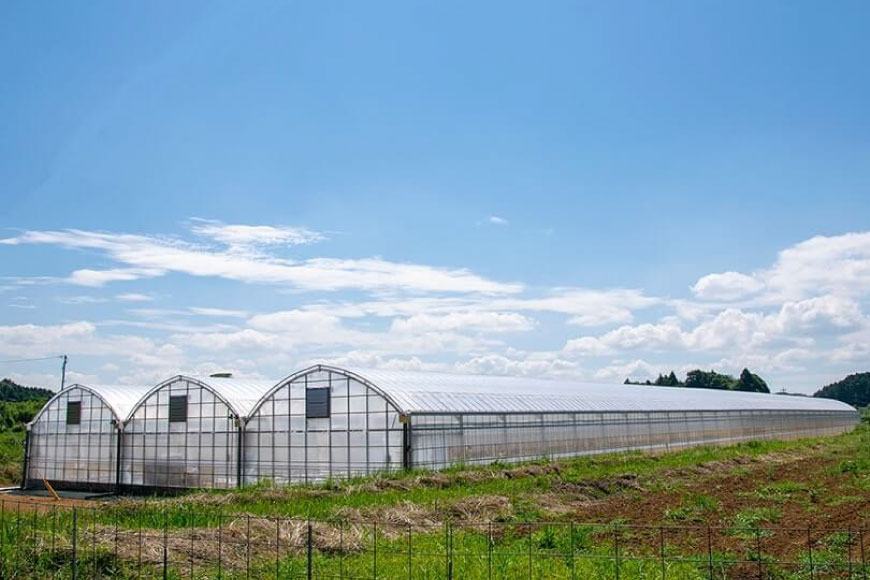 レタス 水耕栽培 4種 12袋 セット 12回 定期便 総計144袋 食べ比べ 詰め合わせ [モロフジファーム 長崎県 平戸市 hr42bgy420175] サラダ 産地直送 個包装 小分け 野菜 フレッシュ 健康志向 緑黄色野菜