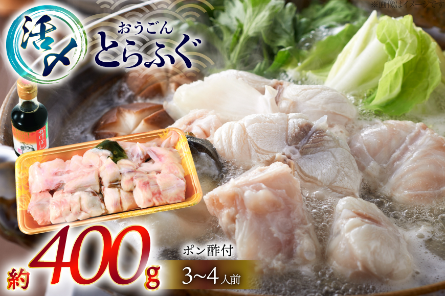 ふぐ 鍋 セット 活〆 おうごんとらふぐ 鍋セット 約400g [松永水産 長崎県 平戸市 hr42bgy400155] とらふぐ フグ 河豚 てっちり ふぐちり ふぐ料理 魚介 さかな 切り身 冷凍 海鮮 ふぐ鍋 唐揚げ ポン酢