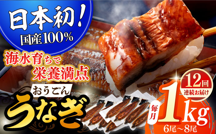 【全12回定期便】【着日指定 可能】【日本初！海水で養殖】長崎県産おうごん うなぎ 松セット 約1kg（6尾〜8尾） 平戸市 / 松永水産 うなぎ 鰻 ウナギ 土用丑の日 九州産 蒲焼 かばやき [KAB287]