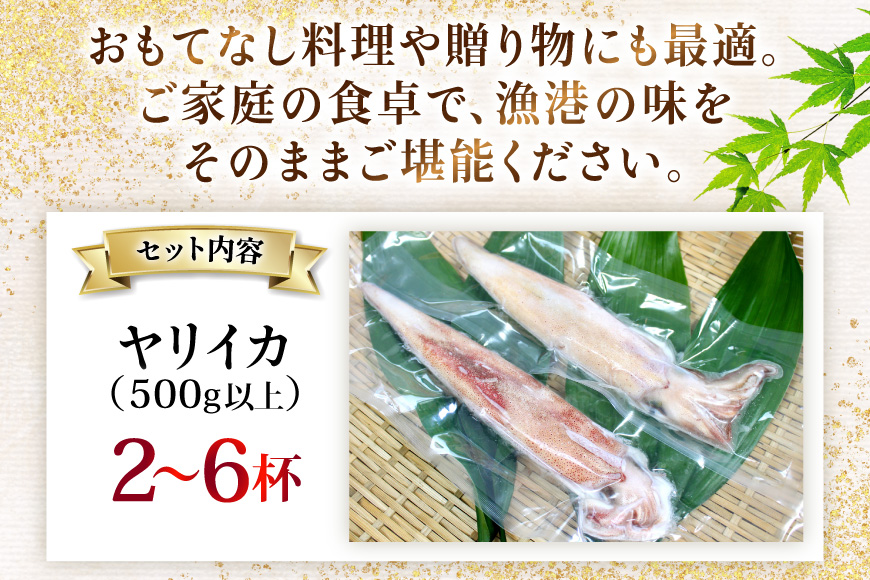 イカ 刺身 極鮮ヤリイカ 約500g [海隆丸 長崎県 平戸市 hr42bgy400118] ヤリイカ 新鮮 海鮮 魚介 瞬間冷凍 冷凍 コリコリ 直送 冷凍 個包装 真空パック