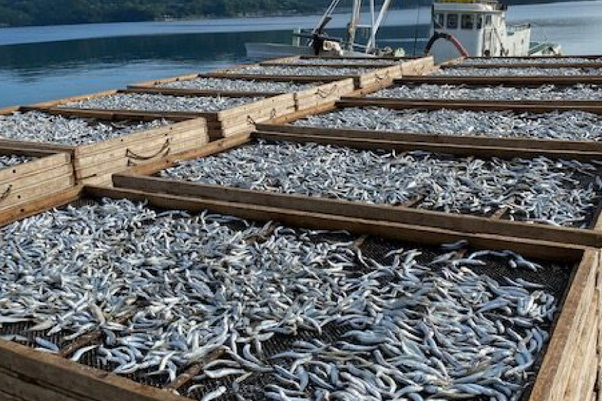 だし いりこ あご 無添加 贅沢だしパック 3種 各8g 総計26包 [末弘丸 長崎県 平戸市 hr42bgy420396] あごだし あじだし いりこだし 無添加 だし 贅沢だし 焼あご 煮干し だしパック　天然だし